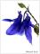 Bild f&uuml;r Suchausgabe der Seite Blumenbild: Blaue Akelei