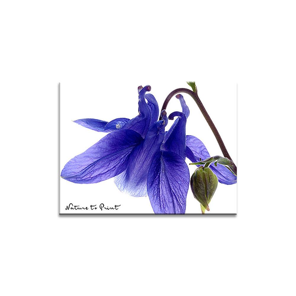 Blumenbild Blaue Akelei,