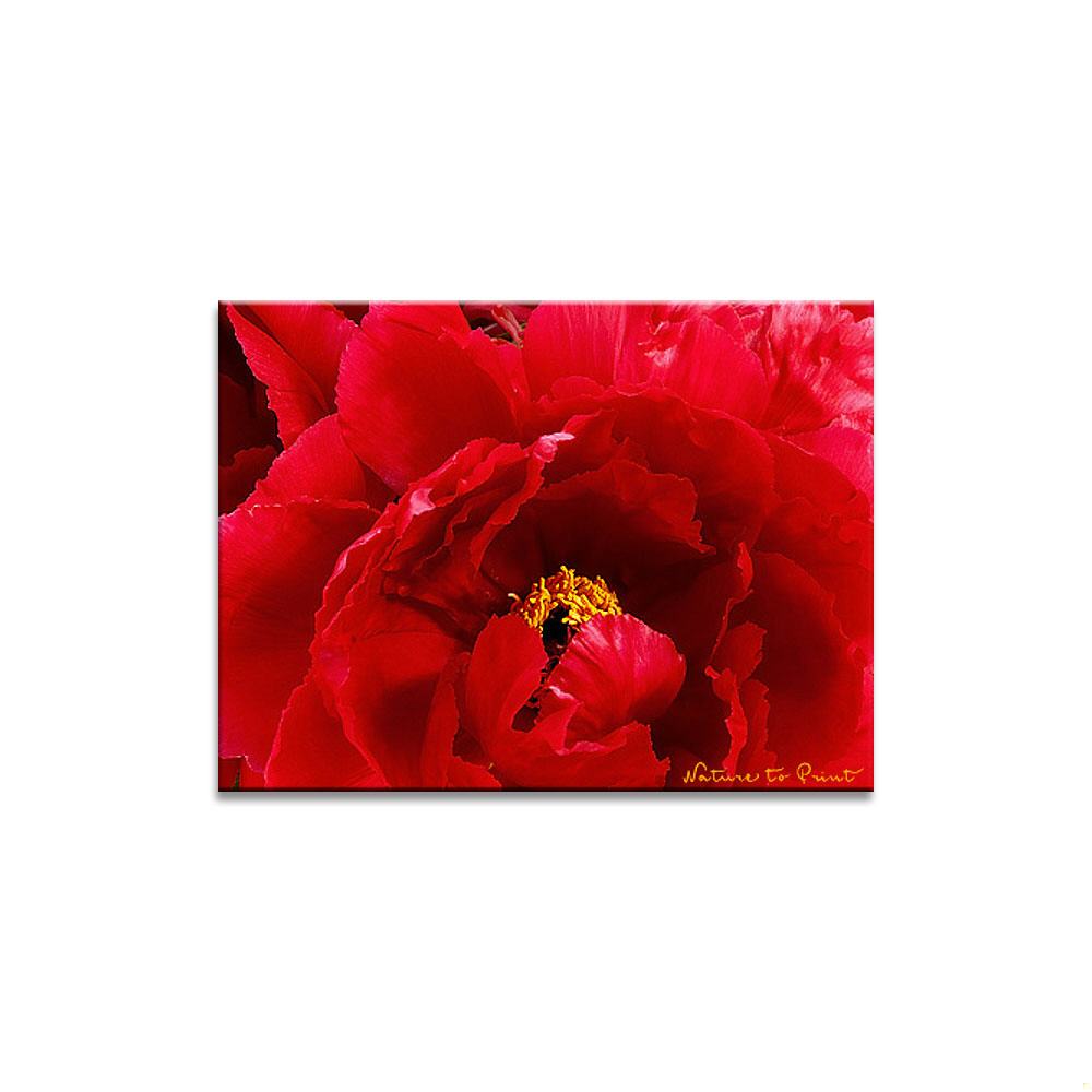 Rote Verheißung | Blumenbild auf Leinwand, Kunstdruck, FineArt, Acrylglas, Alu, Fototapete, Kissen
