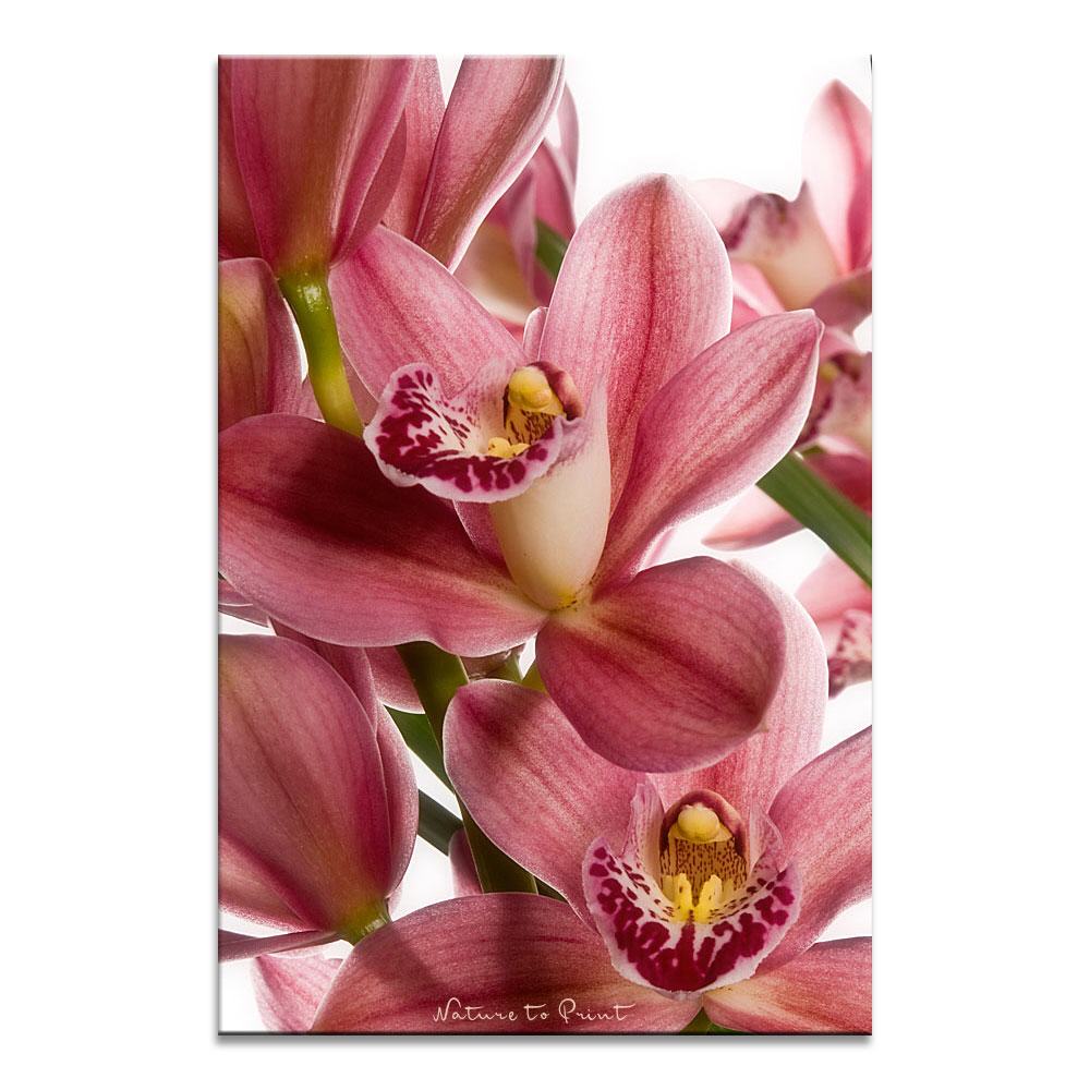 Orchideen-Wandbild: Cymbidium