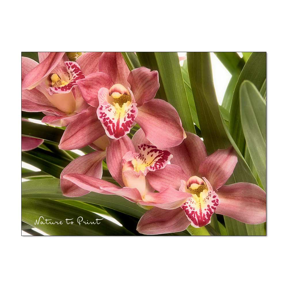 Orchideen-Bild: Blütenquartett Cymbidium