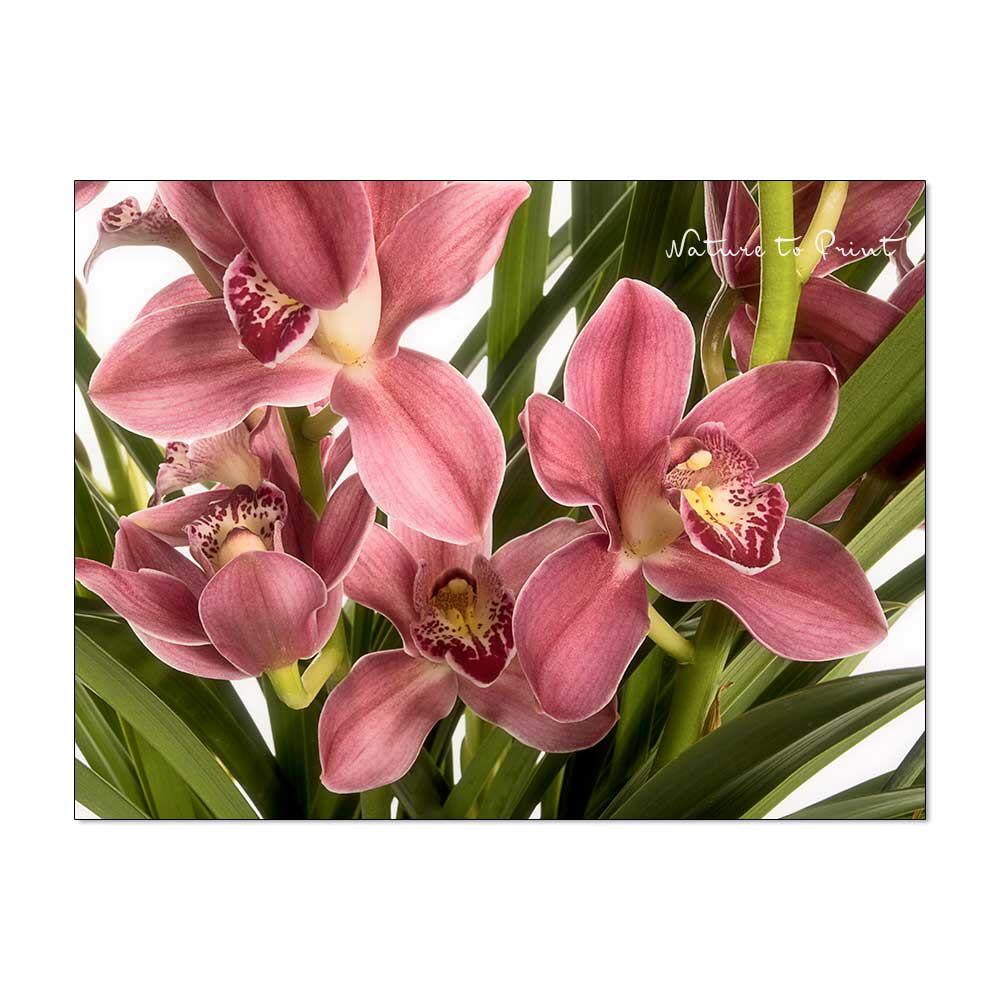 Orchideen-Bild: weinrote Cymbidium