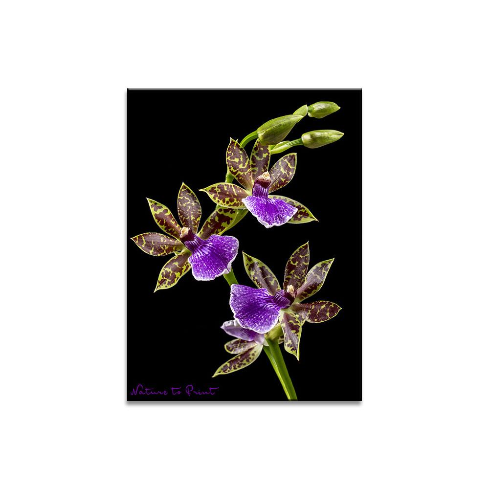 Orchideenbild Duftorchidee