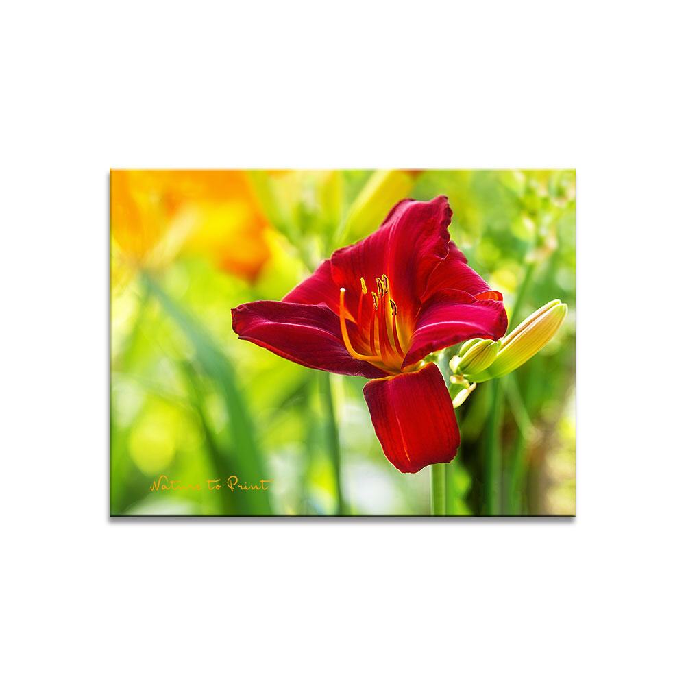 Blumenbild Freudentanz der Taglilien