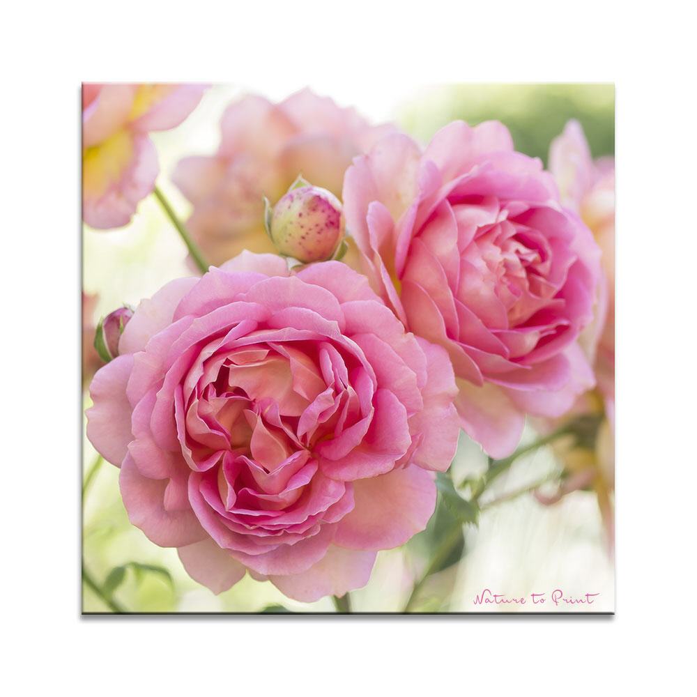 Rose Jubilee Celebration | Quadratisches Rosenbild auf Leinwand