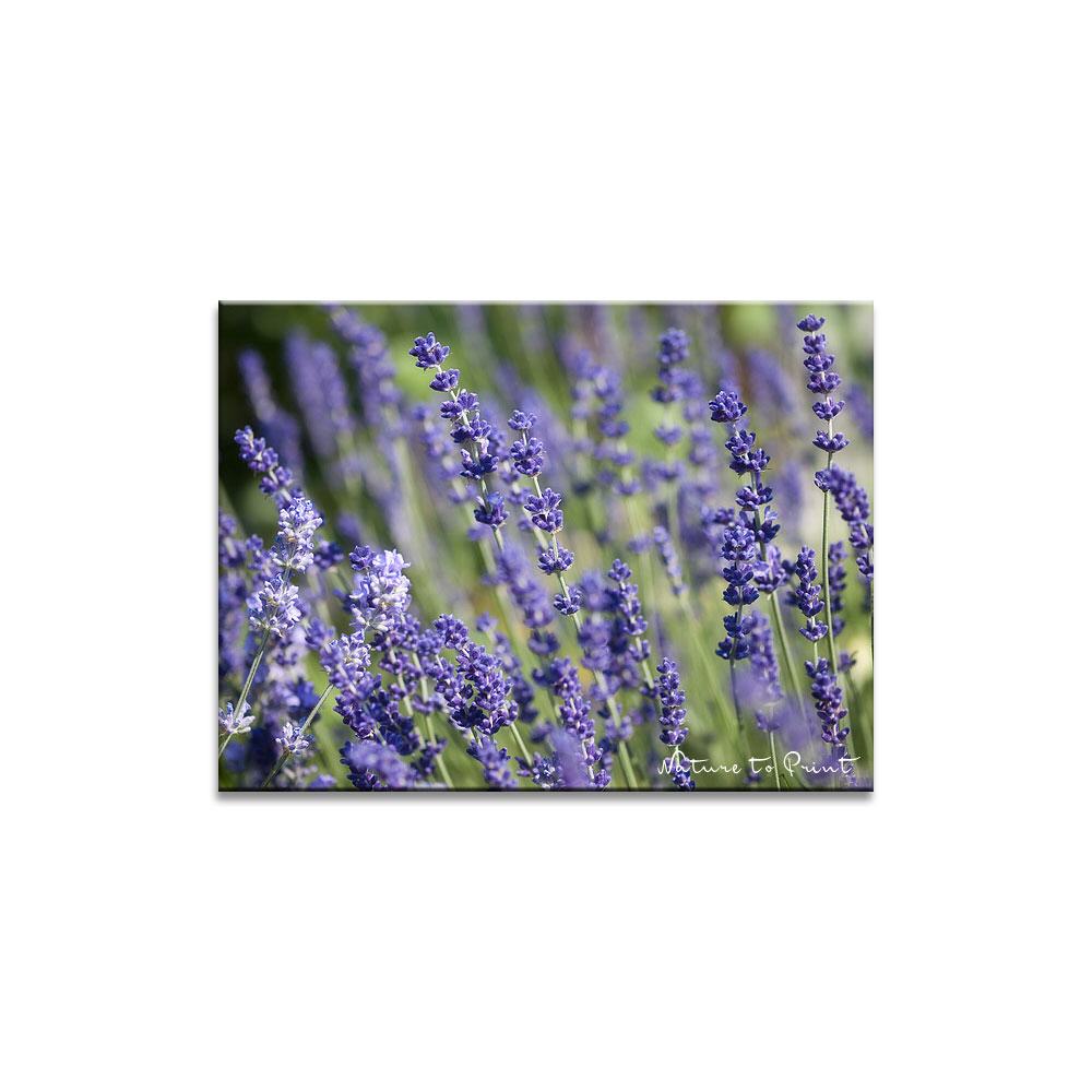 Blumenbild Blauer Lavendel