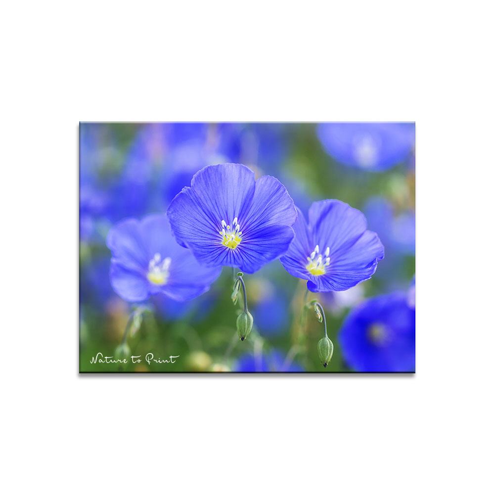 Blauer Lein wie Himmelsaugen | Blumenbild auf Leinwand, Kunstdruck,Acrylglas, Alu, Kissen
