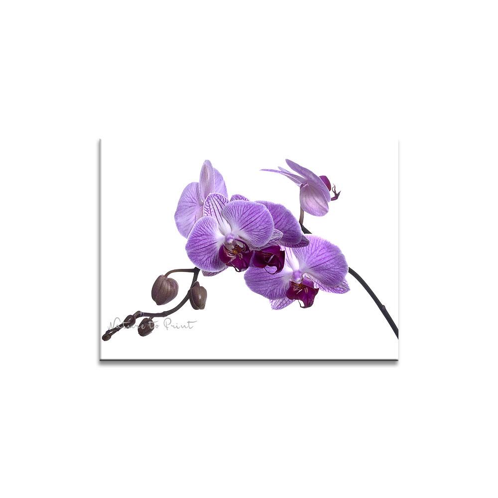 Blumenbild: Lila Schmetterlingsorchidee