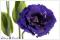 Bild f&uuml;r Suchausgabe der Seite Blumenbild: Texas Bluebell