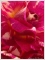 Bild f&uuml;r Suchausgabe der Seite Rosenbanner. Variationen mit Candystripes