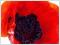 Bild f&uuml;r Suchausgabe der Seite Blumenbild: T�rkischer Mohn