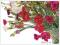 Blumenbild Spa� mit Nelken