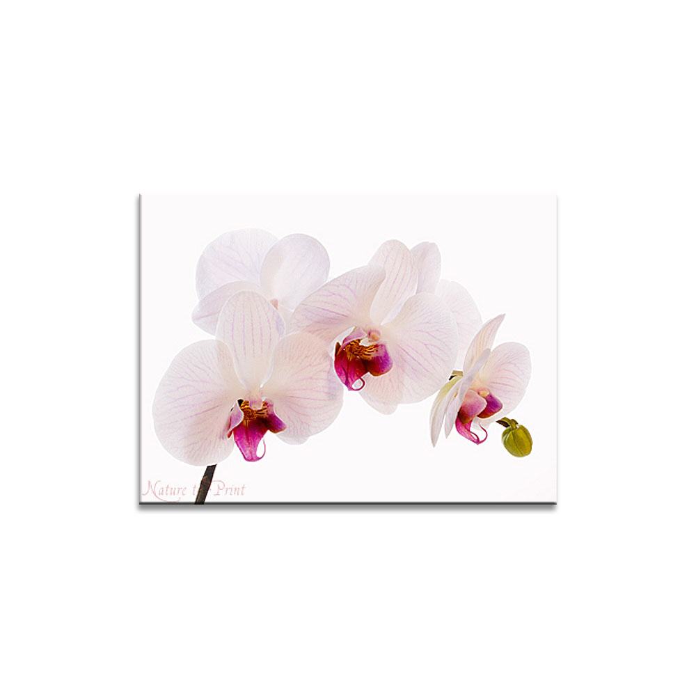 Orchideenbild: Rosa Phalaenopsis