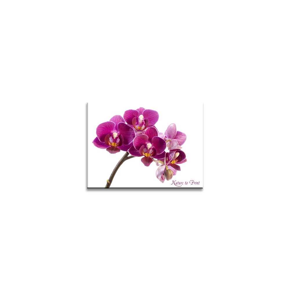 Wandbild: Zauberhafte kleine Orchidee