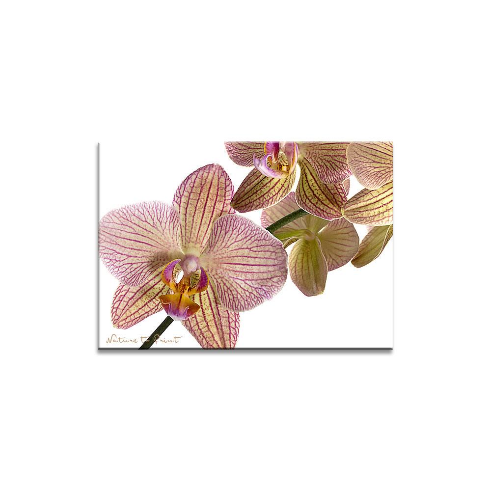 Orchideenbild: Grazile Schmetterlings-Orchidee