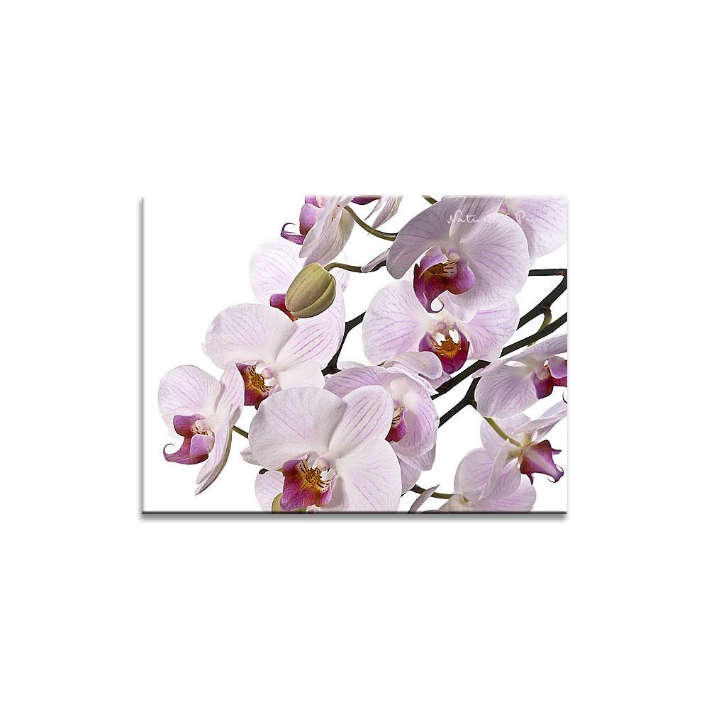Blumenbild: Rosa-Weiß gestreifte Orchidee II