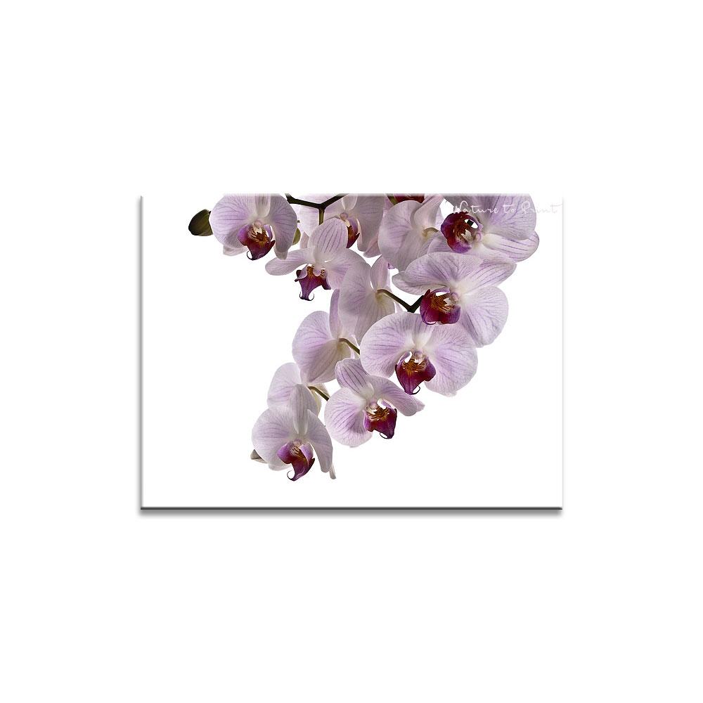 Wandbild: Rosa-Weiß gestreifte Orchidee