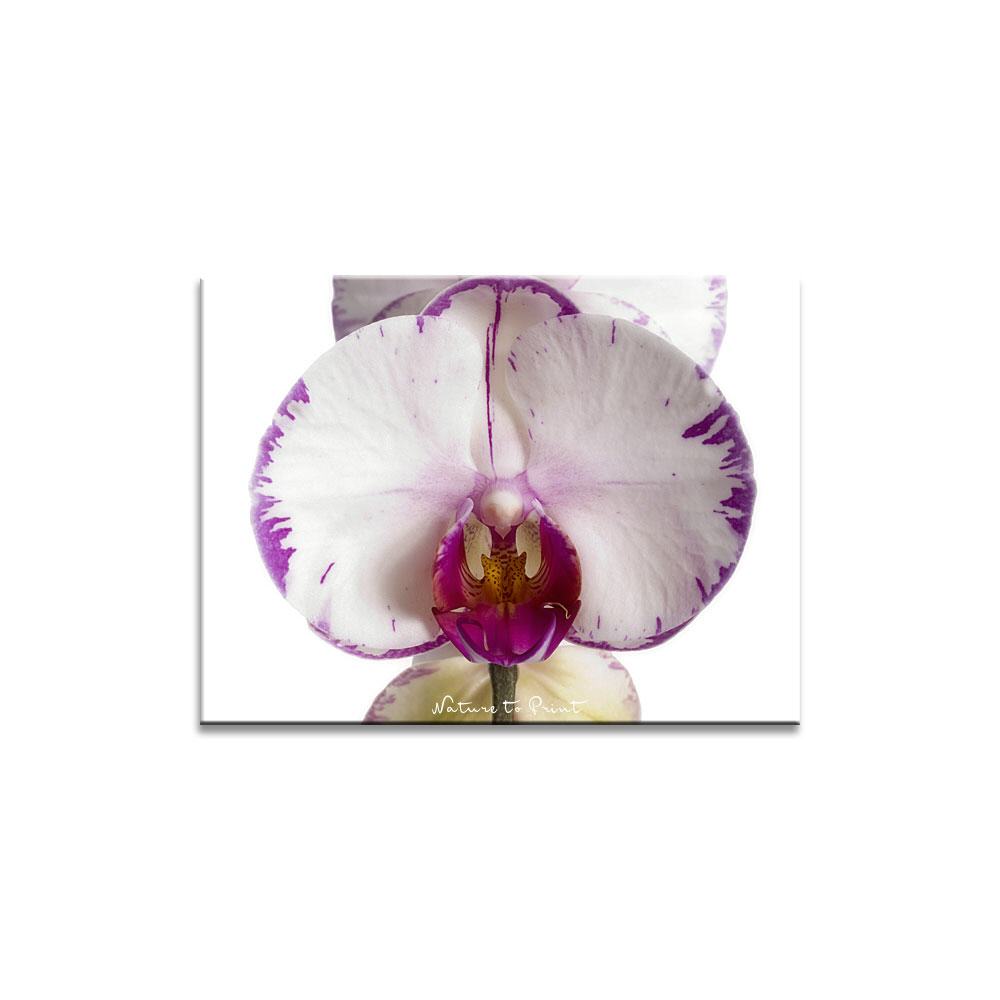 Orchideenbild: Phlaenopsis Minho Lightning II