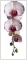Bild f&uuml;r Suchausgabe der Seite Orchideen-Banner Maxi