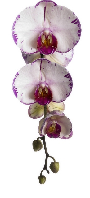 Orchideen-Banner Maxi