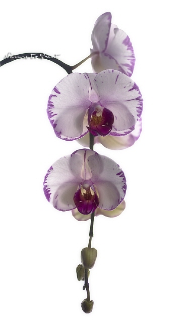 Orchideen-Banner Minho Lightning