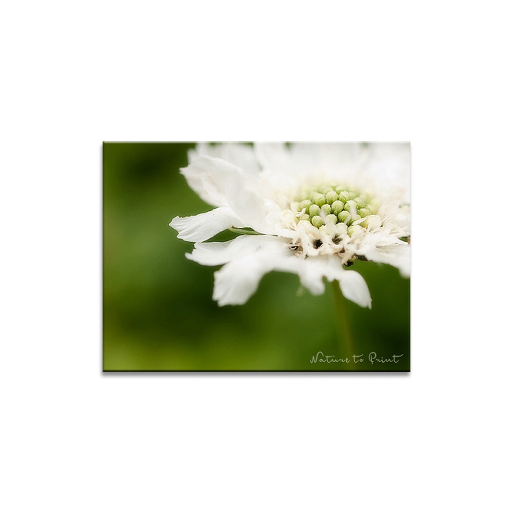 Blumenbild Weiße Scabiose