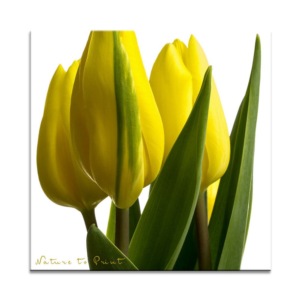 Quadratisches Leinwandbild Gelbe Tulpen auf Weiß