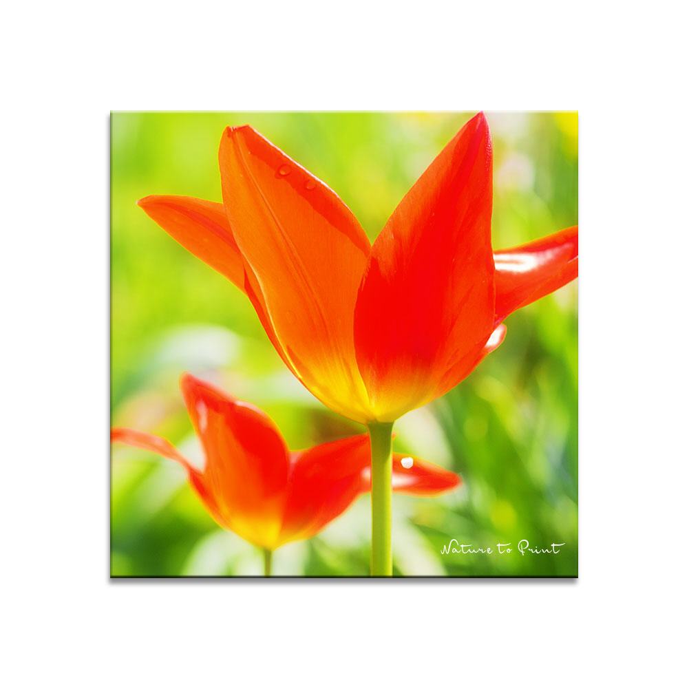 Wilde Tulpen in Knallorange | Quadratisches Blumenbild auf Leinwand