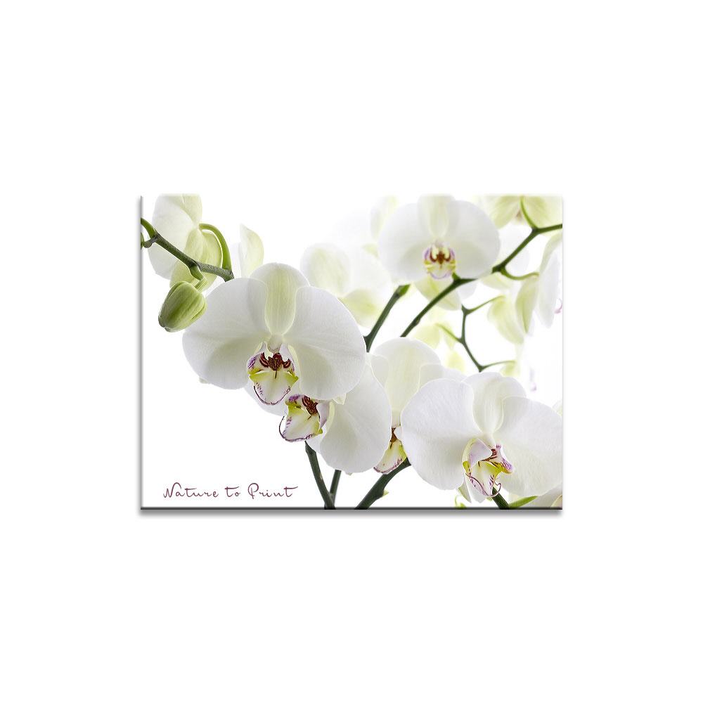 Orchideenbild: Big white Orchid III