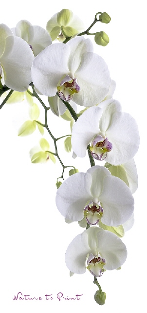 Orchideen-Banner Big White Orchid