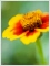 Bild f&uuml;r Suchausgabe der Seite Blumenbild: Kleine Zinie, ganz gro�