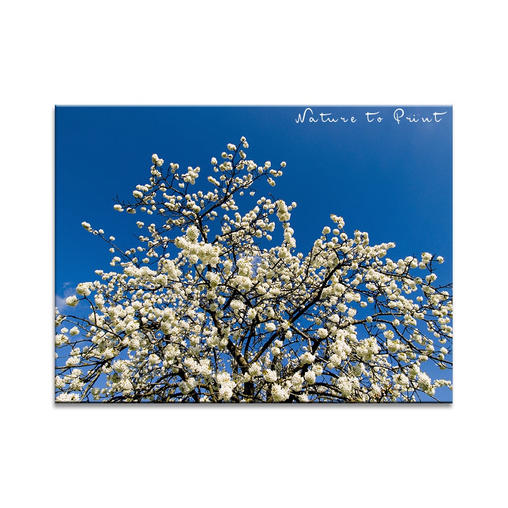 Kirschblütenbild: Auf Brautschau