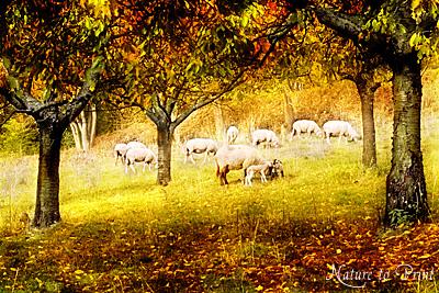 Landschaftsbild: Schafe im Kirschgarten