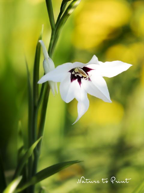 Blumenbild Weiße Sterngladiole