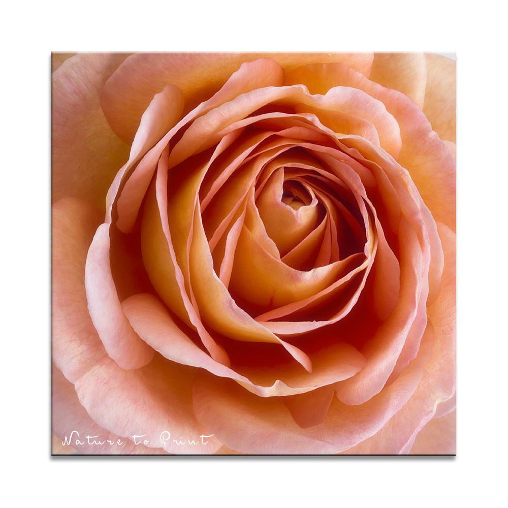 Rose Abraham Darby| Quadratisches Rosenbild auf Leinwand