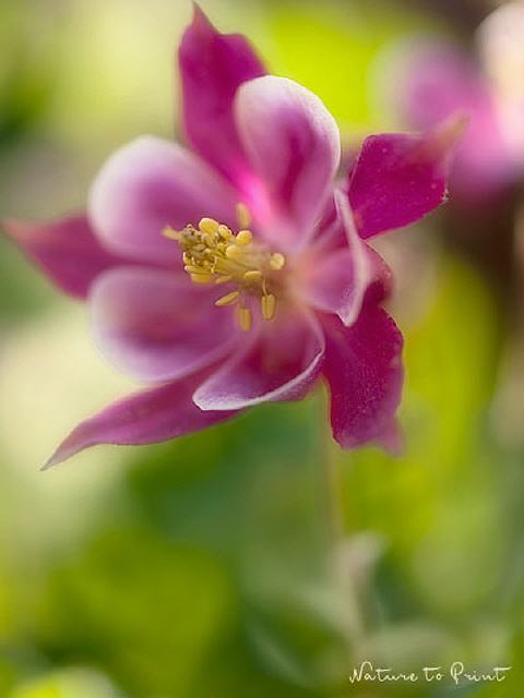 Blumenbild Himbeerrote Akelei