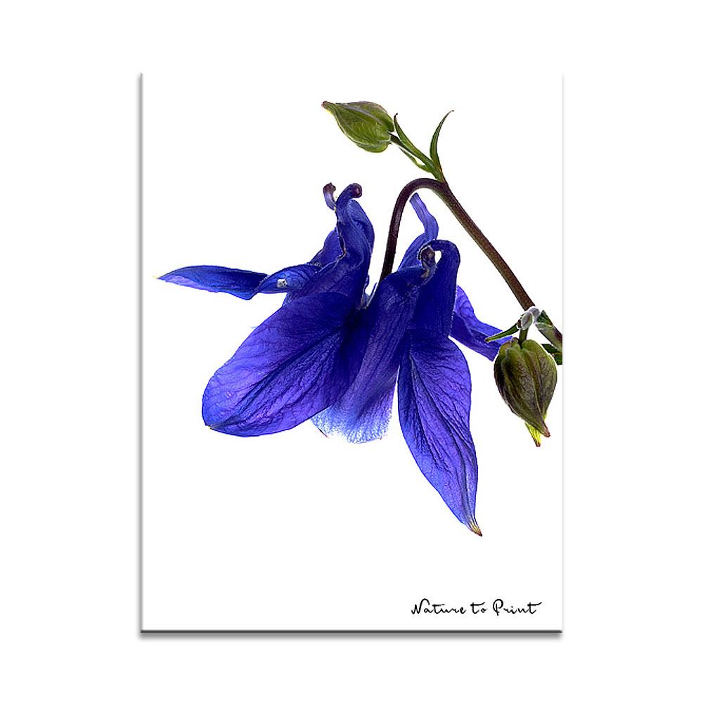Blumenbild Blaue Akelei, freigestellt