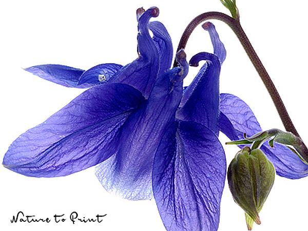 Blumenbild Blaue Akelei, Querformat