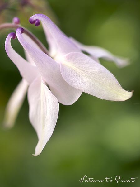 Blumenbild Akelei, angespornt