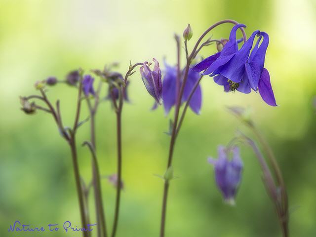 Blumenbild Wilde blaue Akelei