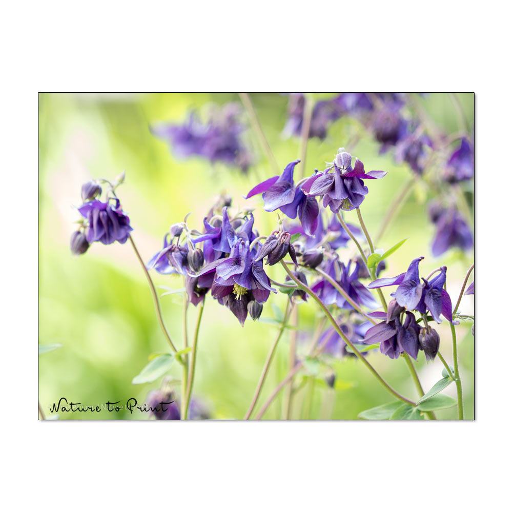 Tanz der wilden blauen Akeleien | Blumenbild auf Leinwand, Acryl, Alu