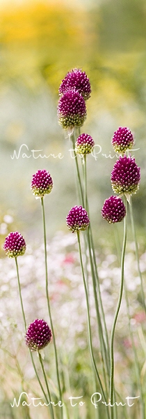 Blumenbanner: Allium tanzt im Blumenbeet
