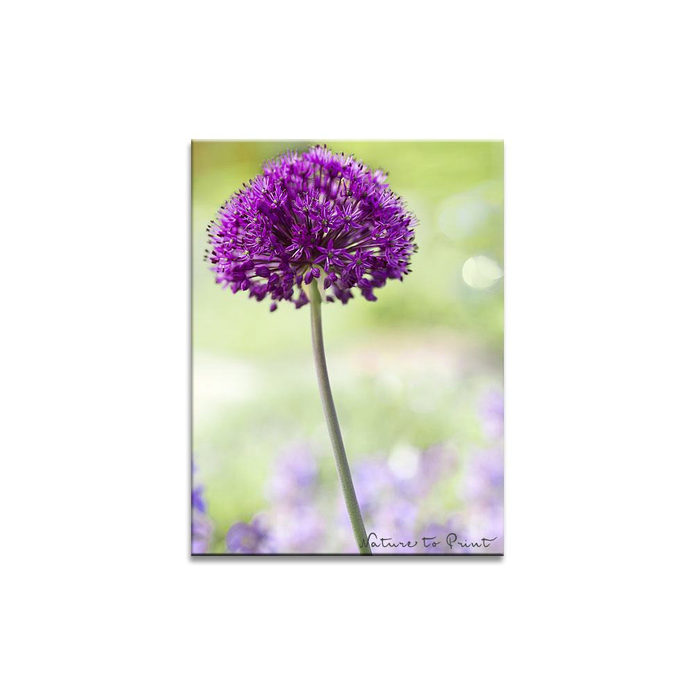 Allium schwebend über Katzenminze | Blumenbild auf Leinwand, Kunstdruck, Acryglas, Alu oder Fototapete