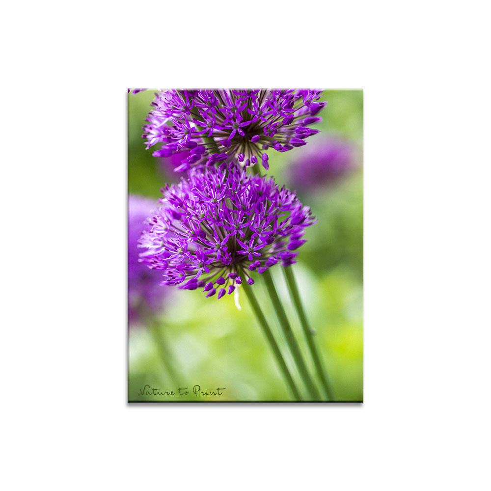 Frühlingsbild Paukenschläger | Blumenbild auf Leinwand, Kunstdruck, Acryglas, Alu oder Fototapete