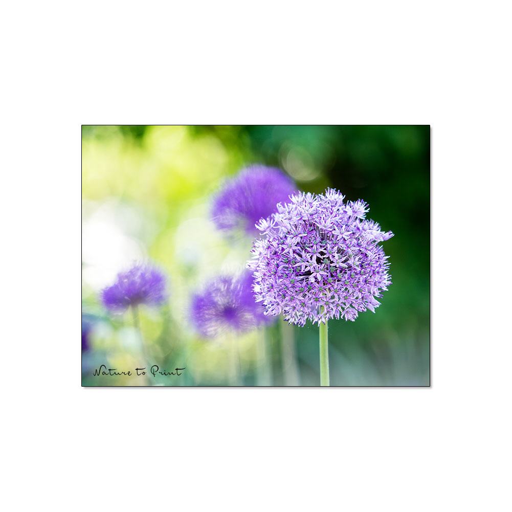 Lavendelblaue Blütensterne | Blumenbild auf Leinwand, Kunstdruck, FineArt, Acrylglas, Alu, Fototapete, Kissen