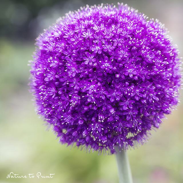Zierlauch| Allium