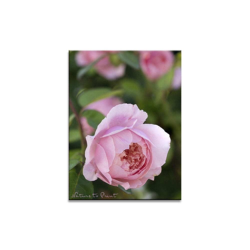 Kugelrundes Rosenglück mit Alnwick Castle  Blumenbild auf Leinwand, FineArt, Kunstdruck, Kissen