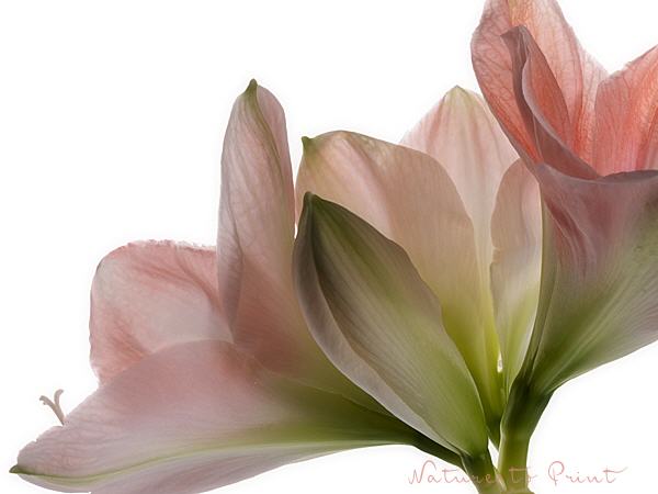 Blumenbild Rosa Amaryllis V