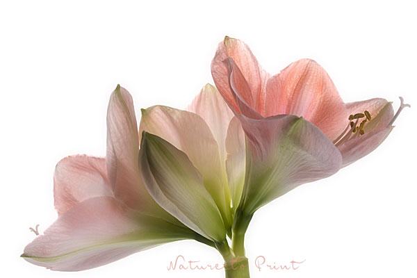 Blumenbild Rosa Amaryllis IV