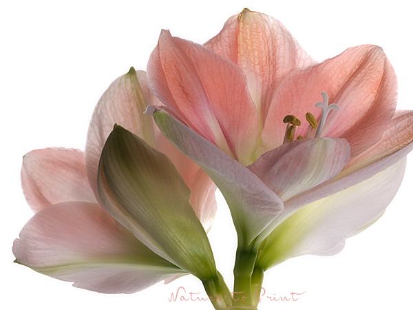 Blumenbild Rosa Amaryllis I
